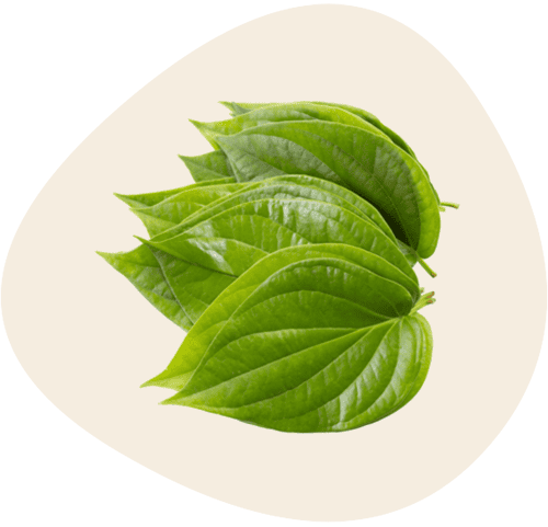 daun-sirih